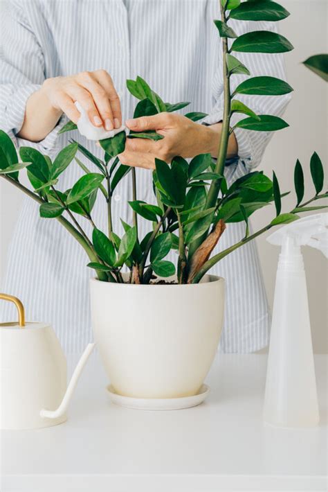 大葉植物 風水|風水師推薦：6種招財植物大公開